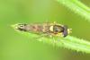 Sphaerophoria scripta